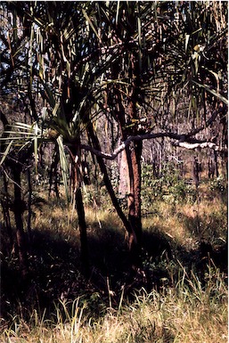 APII jpeg image of Pandanus solms-laubachii  © contact APII