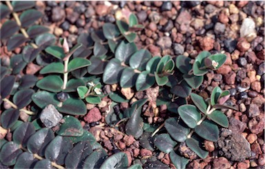 APII jpeg image of Euphorbia  © contact APII