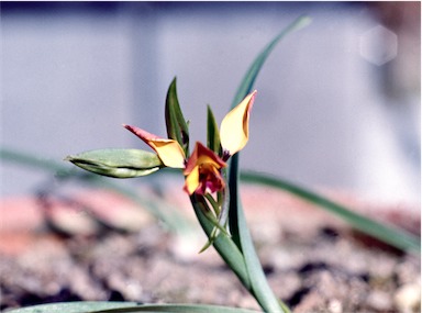 APII jpeg image of Diuris maculata  © contact APII