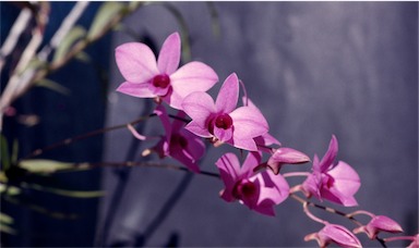 APII jpeg image of Dendrobium phalaenopsis  © contact APII