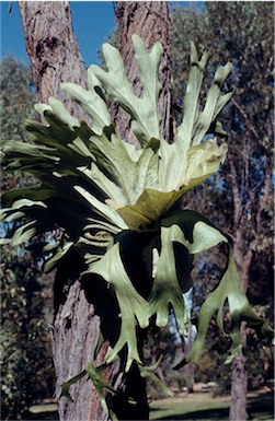 APII jpeg image of Platycerium superbum  © contact APII