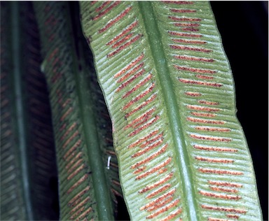 APII jpeg image of Asplenium simplicifrons  © contact APII