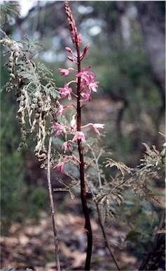 APII jpeg image of Dipodium punctatum  © contact APII