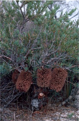 APII jpeg image of Banksia nutans var. nutans  © contact APII