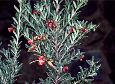 APII jpeg image of Grevillea 'Little Thicket'  © contact APII