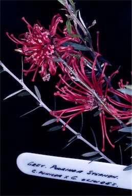 APII jpeg image of Grevillea 'Poorinda Stephen'  © contact APII