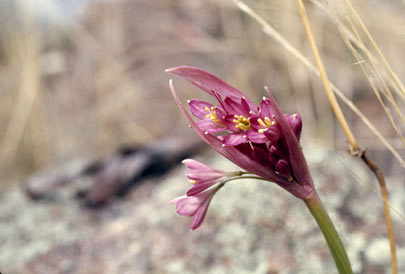 APII jpeg image of Calostemma purpureum  © contact APII