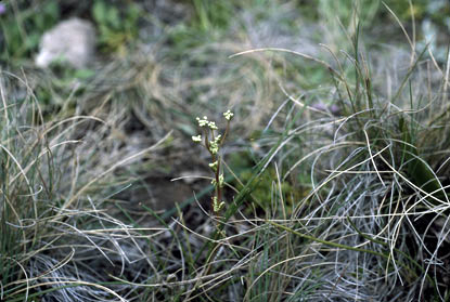 APII jpeg image of Aciphylla simplicifolia  © contact APII