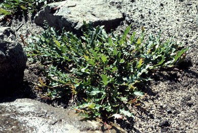 APII jpeg image of Grevillea renwickiana  © contact APII