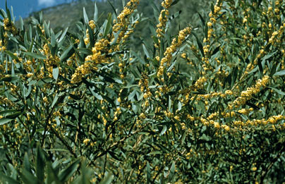 APII jpeg image of Daviesia mimosoides subsp. mimosoides  © contact APII