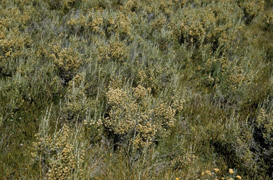 APII jpeg image of Ozothamnus cupressoides  © contact APII