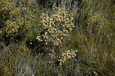 APII jpeg image of Ozothamnus cupressoides  © contact APII