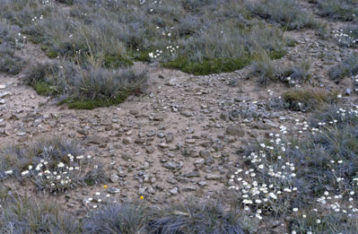 APII jpeg image of Rhodanthe anthemoides  © contact APII