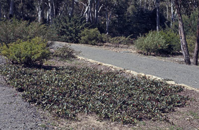 APII jpeg image of Grevillea laurifolia  © contact APII