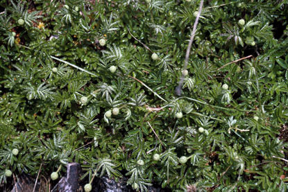 APII jpeg image of Acaena novae-zelandiae  © contact APII