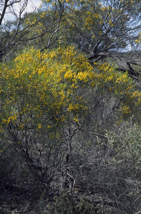 APII jpeg image of Acacia euthycarpa subsp. euthycarpa  © contact APII
