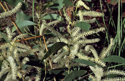 APII jpeg image of Acacia oncinocarpa  © contact APII