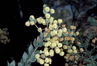 APII jpeg image of Acacia uncinata  © contact APII