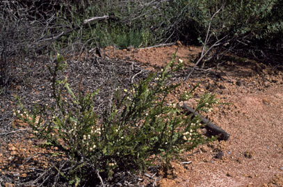 APII jpeg image of Acacia alata  © contact APII