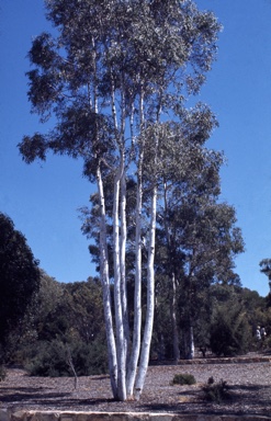 APII jpeg image of Eucalyptus mannifera subsp. maculosa  © contact APII