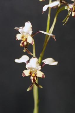 APII jpeg image of Diuris maculata  © contact APII