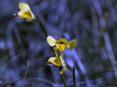 APII jpeg image of Diuris chryseopsis  © contact APII