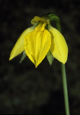 APII jpeg image of Diuris pedunculata  © contact APII