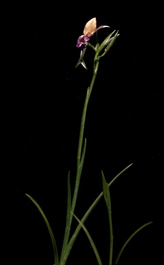 APII jpeg image of Diuris longifolia  © contact APII