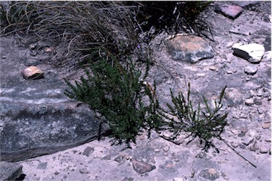APII jpeg image of Acacia baueri subsp. aspera  © contact APII