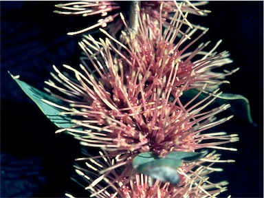 APII jpeg image of Hakea petiolaris subsp. petiolaris  © contact APII
