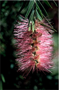 APII jpeg image of Callistemon 'Bob Bailey'  © contact APII