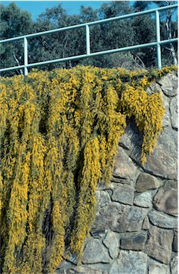 APII jpeg image of Acacia cardiophylla 'Gold Lace'  © contact APII
