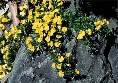 APII jpeg image of Pultenaea pedunculata 'Pyalong Gold'  © contact APII