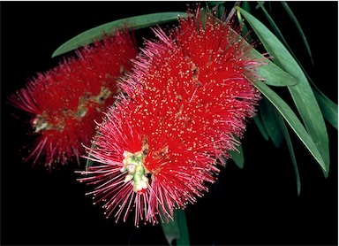 APII jpeg image of Callistemon 'Harkness'  © contact APII