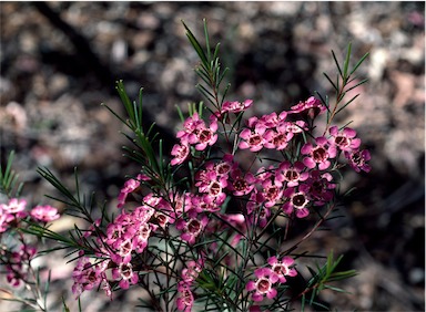 APII jpeg image of Chamelaucium uncinatum 'Purple Pride'  © contact APII