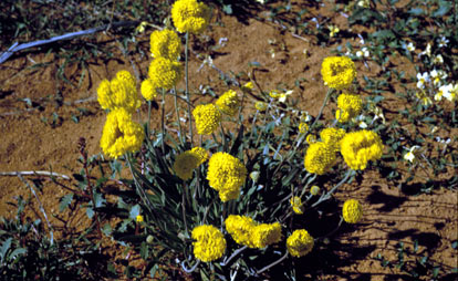 APII jpeg image of Myriocephalus guerinae  © contact APII