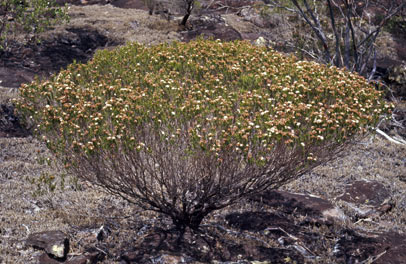 APII jpeg image of Calytrix tetragona  © contact APII