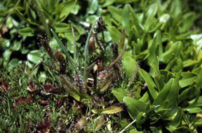 APII jpeg image of Drosera arcturi  © contact APII