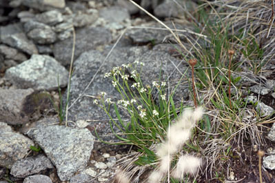 APII jpeg image of Oschatzia cuneifolia  © contact APII