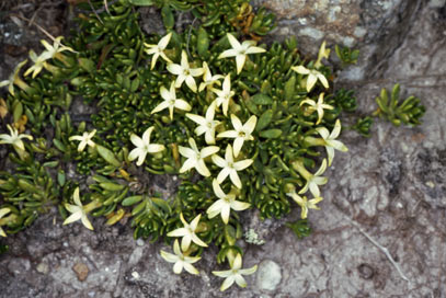 APII jpeg image of Stackhousia pulvinaris  © contact APII