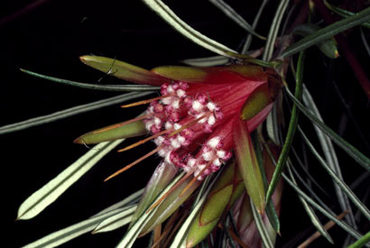 Lambertia flower - ANBG photo a 4150 by R. Hotchkiss