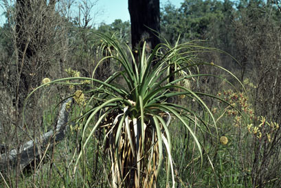 APII jpeg image of Dasypogon hookeri  © contact APII