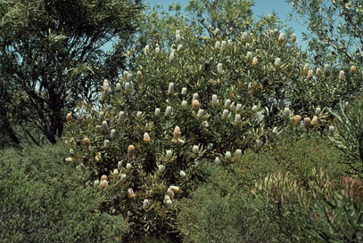 APII jpeg image of Banksia burdettii,<br/>Eremaea beaufortioides var. lachnosanthe  © contact APII