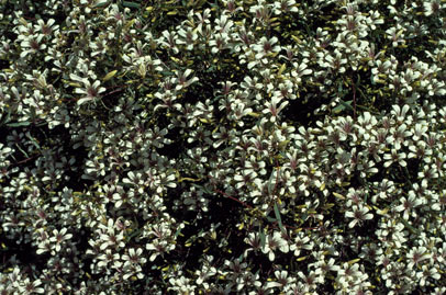 APII jpeg image of Marianthus bicolor  © contact APII