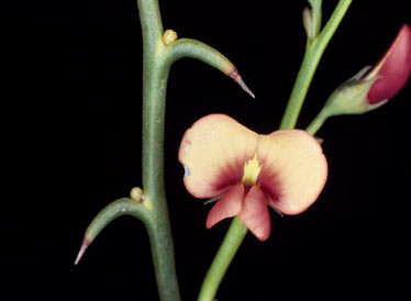 APII jpeg image of Daviesia hakeoides var. major  © contact APII
