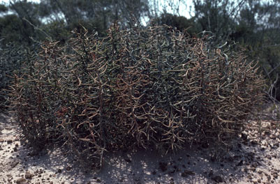 APII jpeg image of Banksia pteridifolia subsp. pteridifolia  © contact APII