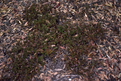 APII jpeg image of Frankenia tetrapetala  © contact APII