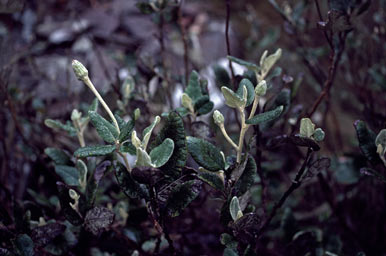 APII jpeg image of Olearia pannosa  © contact APII