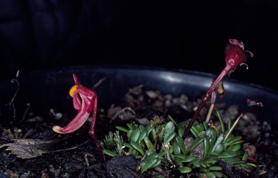 APII jpeg image of Utricularia menziesii  © contact APII