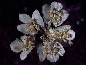 APII jpeg image of Xanthosia rotundifolia var. rotundifolia  © contact APII